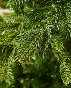 Himalayan Fir Christmas Tree, 5 Ft
