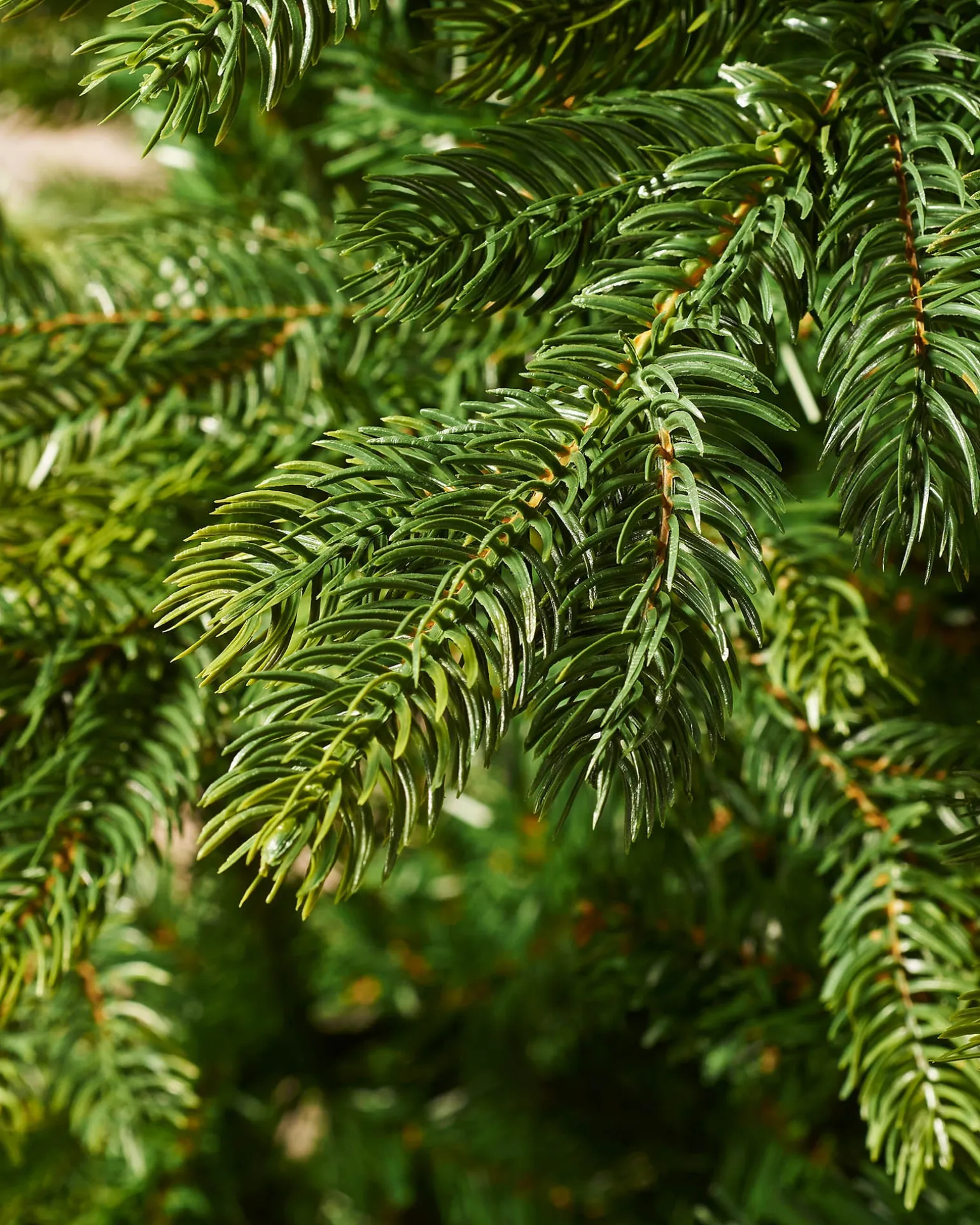 Himalayan Fir Christmas Tree, 5 Ft