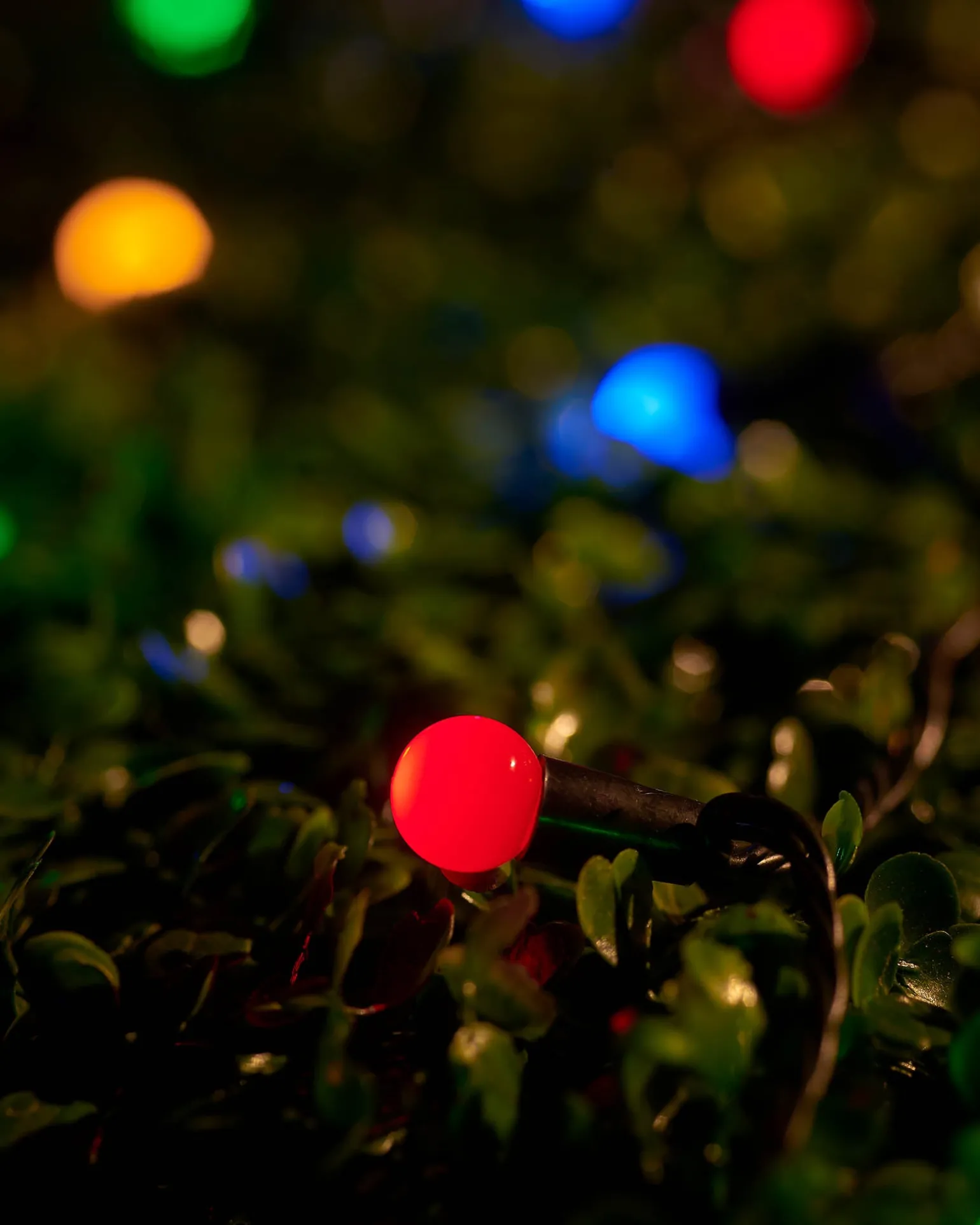 LINK UP LED Berry Lights, Black Cable, Multi Colour
