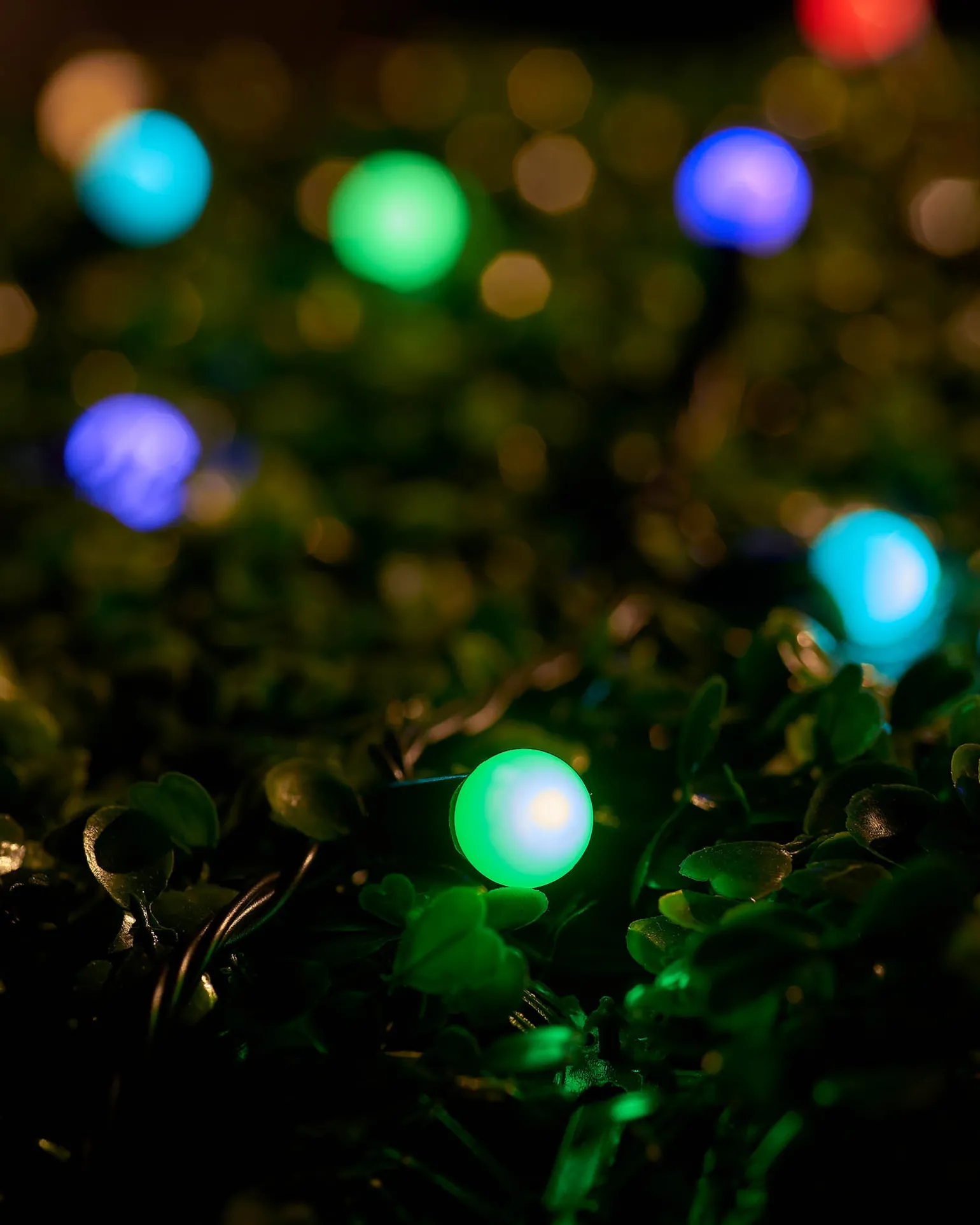LINK UP LED Berry Lights, Black Cable, Pastel Multi Colour