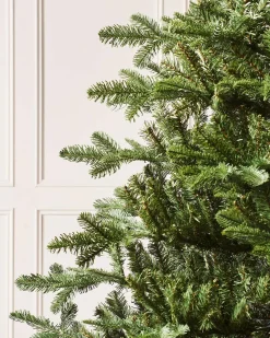 Nordmann Fir Christmas Tree, 8 Ft