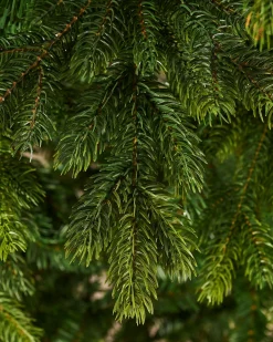 Regent Pine Mixed Tip Christmas Tree, 6 Ft