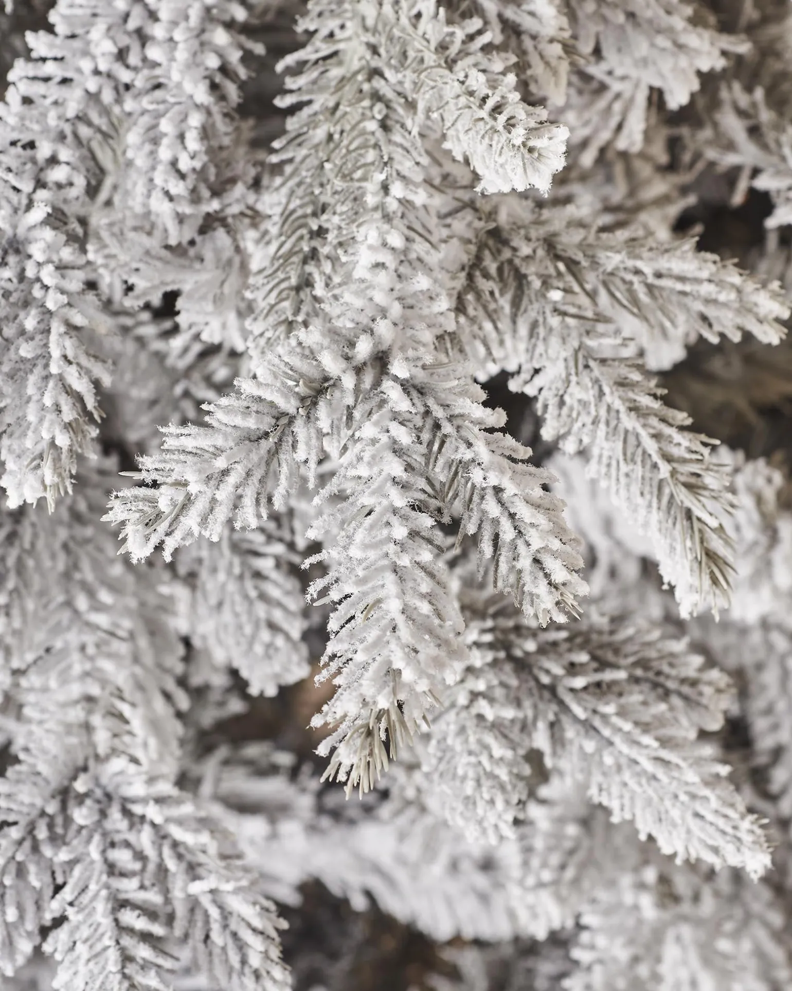 Snow Flocked Grey Fir Christmas Tree, 7 Ft